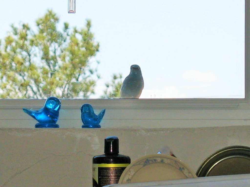 Our mountain bluebird friend "Digory"