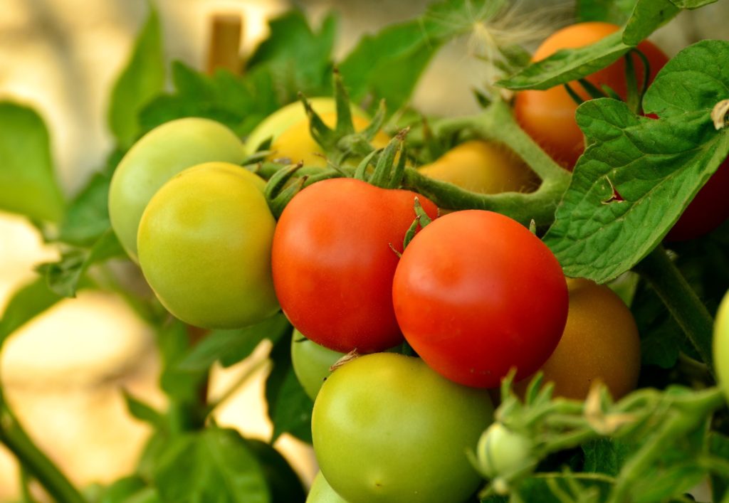 tomatoes-879441_1920