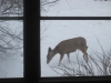 deer outside our window