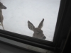 deer looking in my window!