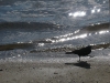 red-winged blackbird  (see the shadow under his foot?  :))