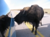 Buffalo licking the road-salt off the van