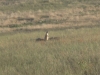 prairie dog