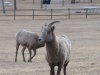 bighorn-sheep