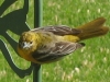 Does anyone know what kind of bird this is?  We saw it in Indiana in May one year.