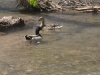 ducks in the river