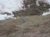 mountain-bluebird-in-april
