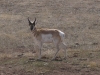 pronghorn antelope