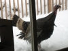 The wild turkeys used to come and peck on our sliding glass door.  :)  I wonder if they saw their reflection.