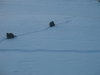 wild-turkeys-wading-through-the-snow