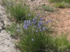 bluebells