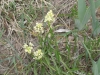 pale yellow wildflower