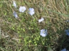 wildflowers & ladybug