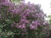 lilac bush