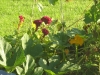 pumpkin blossom and old-fashioned flower (I can't remember the name)