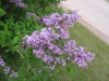 lilacs