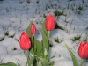 tulips  The late snow didn't seem to hurt them.