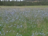 wildflower field near Hot Springs