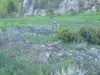 wildflowers