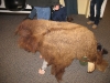 headless-buffalo-lol-wonderful-science-program-for-kids-at-wind-cave