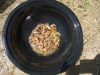 sauteed mushrooms