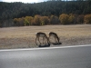 Pronghorn antelope