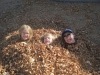 3-in-a-leaf-pile