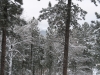 snow on trees