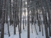 snowy forest