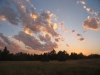 sunset over trees